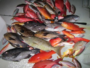 Fish (3)